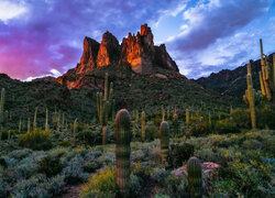 Kaktusy na tle skał w paśmie górskim Superstition Mountains