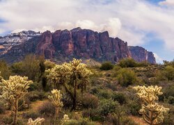 Kaktusy na tle Superstition Mountains w Arizonie