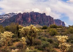 Stany Zjednoczone, Arizona, Góry, Superstition Mountains, Skały, Roślinność, Kaktusy