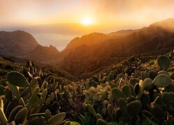 Kaktusy na wzgórzu na tle wschodu słońca nad górami i morzem