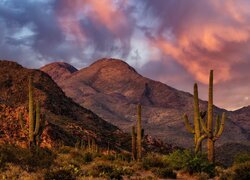 Zachód słońca, Góry, Pustynia, Sonora, Kaktusy, Saguaro, Chmury, Park Narodowy Saguaro, Arizona, Stany Zjednoczone
