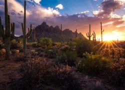 Góry, Kaktusy, Park Narodowy Saguaro, Karnegie olbrzymie, Zachód słońca, Arizona, Stany Zjednoczone