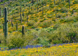 Kaktusy, Saguaro, Trawa, Kwiaty