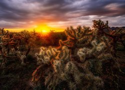 Kaktusy, Zachód słońca, Chmury