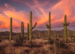 Kaktusy w Parku Narodowym Saguaro w Arizonie