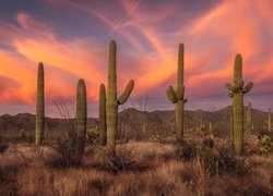 Zachód słońca, Góry, Park Narodowy Saguaro, Kaktusy, Karnegie olbrzymie, Trawa, Arizona, Stany Zjednoczone