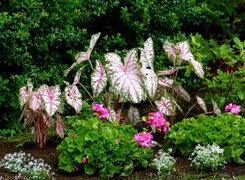 Kaladium dwubarwne i pelargonie