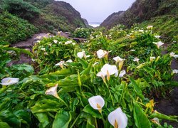 Stany Zjednoczone, Kalifornia, Góry, Dolina, Calla Lily Valley, Region Big Sur, Kwiaty, Kalie