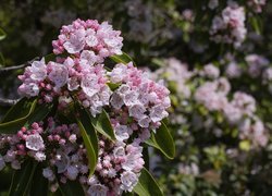 Kalmia szerokolistna, Krzew, Różowe, Kwiaty