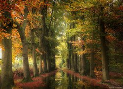 Jesień, Las, Drzewa, Kolorowe, Kałuża, Odbicie
