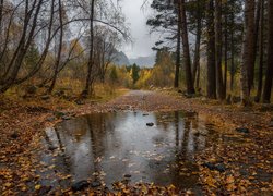 Kałuża na drodze przy drzewach