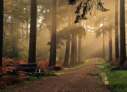 Kałuże na drodze i przebijające światło pomiędzy drzewami w jesiennym lesie