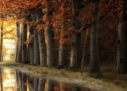 Kałuże na drodze pod jesiennymi drzewami w lesie