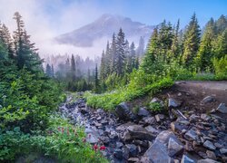 Stany Zjednoczone, Waszyngton, Park Narodowy Mount Rainier, Góra, Mount Rainier, Mgła, Drzewa, Kamienie, Kwiaty