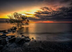 Kamienie i drzewo na brzegu morza