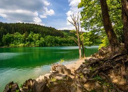 Kamienie i korzenie drzew nad rzeką