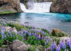 Kamienie i kwiaty łubinu nad brzegiem rzeki z wodospadem