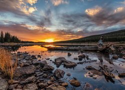 Kamienie i pień drzewa na jeziorze Red Rock Lake w Kolorado