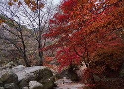 Kamienie i ścieżka pomiędzy jesiennymi drzewami