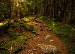 Kamienie i wystające korzenie na leśnej ścieżce