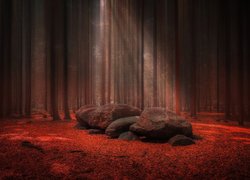 Las, Kamienie, Czerwone, Liście, Przebijające światło