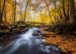 Kamienie na rzece i most w jesiennym lesie