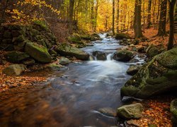 Kamienie na rzece w jesiennym lesie