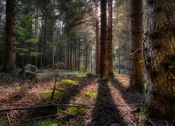 Kamienie przy wysokich drzewach w lesie