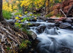 Stany Zjednoczone, Arizona, Sedona, Rzeka, Oak Creek, Kamienie, Drzewa, Korzenie