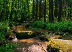 Las, Drzewa, Rzeka, Strumień, Kamienie