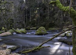 Las, Rzeka Waldnaab, Omszałe, Kamienie, Drzewa, Niemcy