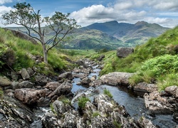 Walia, Park Narodowy Snowdonia, Wzgórza, Rzeczka, Kamienie, Drzewo