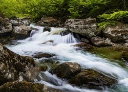 Rzeka, Kamienie, Las, Zielone, Drzewa