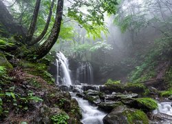 Kamienista rzeka z wodospadem w lesie