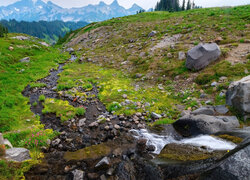 Potok, Kamienie, Skały, Góry, Trawa, Kwiaty, Park Narodowy Mount Rainier, Stan Waszyngton, Stany Zjednoczone