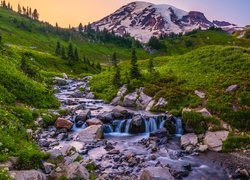 Stany Zjednoczone, Waszyngton, Park Narodowy Mount Rainier, Góry, Potok, Drzewa, Łąka, Kwiaty, Kamienie