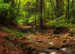Kamienisty potok w słonecznym zielonym lesie