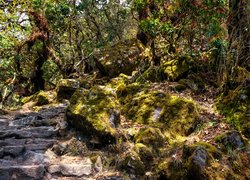 Kamienne schody wśród omszałych skał w lesie
