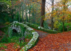 Kamień, Most, Foleys Bridge, Las, Drzewo, Jesień, Tollymore Forest Park, Irlandia