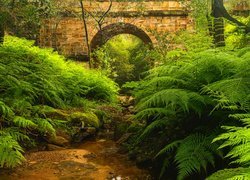 Most, Lennox Bridge, Paprocie, Blue Mountains, Nowa Południowa Walia, Australia