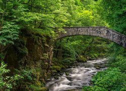 Kamienny most nad rzeczką w lesie