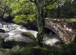 Kamienny, Most, Rzeka, Drzewa, Walia, Park Narodowy Snowdonia,  Roślinność