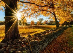 Kamienny mur pod jesiennymi drzewami w promieniach słońca