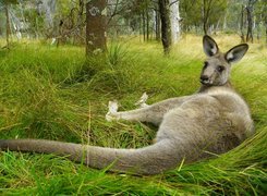 Kangur leżący na trawie