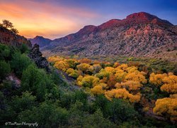Jesień, Kolorowe, Drzewa, Góry, Kanion Sycamore, Arizona, Stany Zjednoczone