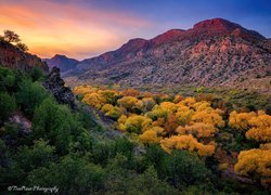 Jesień, Kolorowe, Drzewa, Góry, Kanion Sycamore, Arizona, Stany Zjednoczone