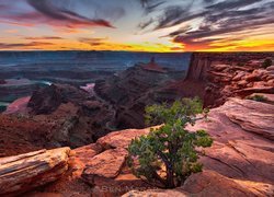 Kanion, Rzeka Kolorado, Skały, Drzewo, Zachód słońca, Park stanowy Dead Horse Point, Stan Utah, Stany Zjednoczone