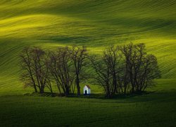 Zielone, Wzgórza, Pola uprawne, Drzewa, Kapliczka, Sobulky, Kraj południowomorawski, Czechy