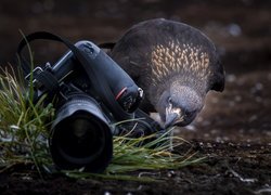 Karakara falklandzka obok aparatu fotograficznego