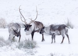 Śnieg, Zima, Trawa, Renifery tundrowe, Karibu